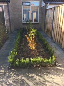 Beplantingsvak combinatie lavendel met magnolia omsloten door buxushaag